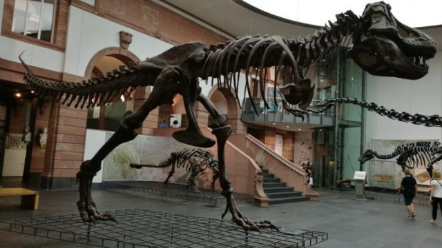 ゼンケンベルク自然博物館 観光情報・料金・アクセス・見どころ 世界巡る